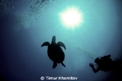 Taken at Sipadan Island where we saw a lot of massive tur... by Timur Khamitov 